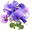 ЦВЕТЫ