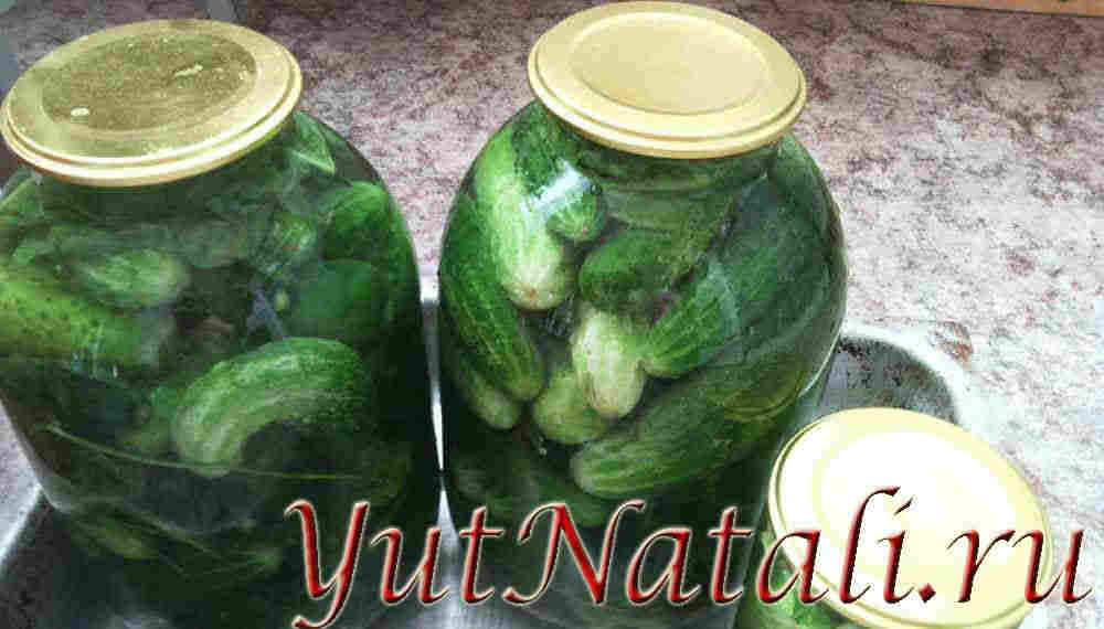 Огурцы квашенные на зиму
