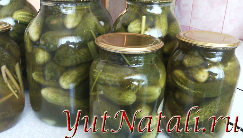 Огурцы маринованные с горчицей.
